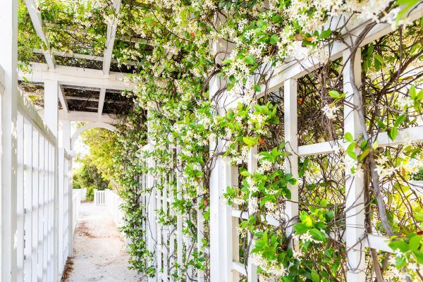 Trellis Repair in Torrance