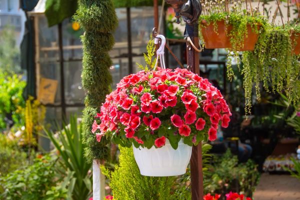 Hanging Planter Installation in Torrance