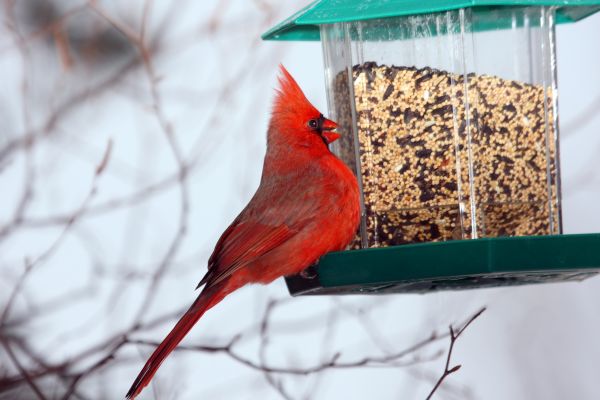 Bird Feeder Hanging in Torrance