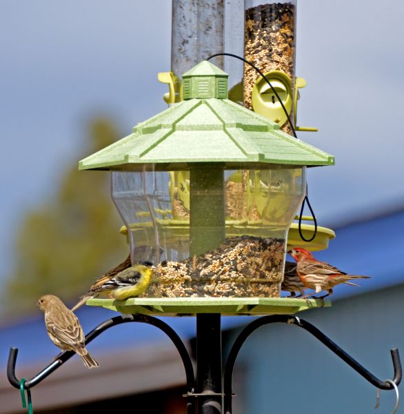 Bird Feeder Installation in Torrance